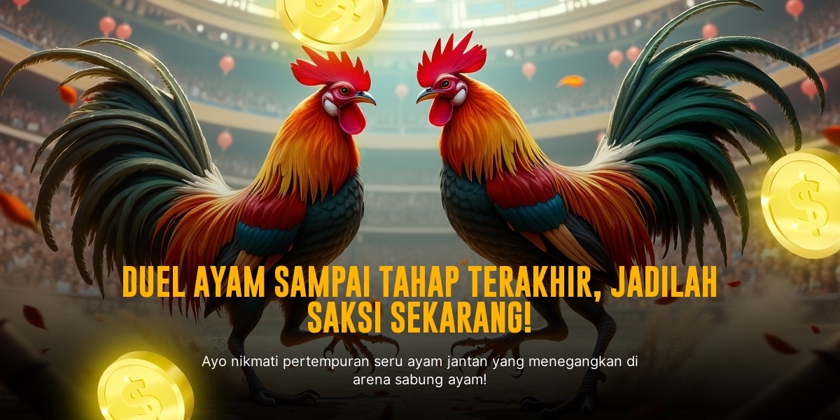 Mengenal Ayam Bangkok: Raja Sabung Ayam Paling Dicari